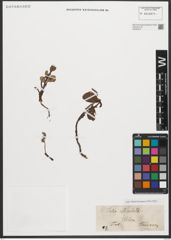 Foto von Salix reticulata L.